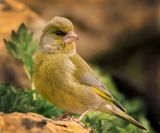 2022-04-04 greenfinch - groenling (0T4A6108)